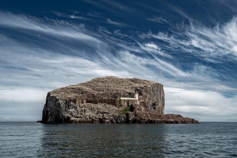 Bass Rock Island With Nesting Northern Gannets (Morus Bassanus) In The Atlantic Ocean Of Firth of