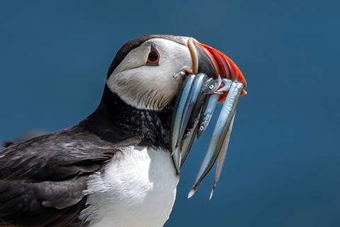 Seabird Species Atlantic Puffin (Fratercula arctica) With Sandeels On The Isle Of May In The Firth