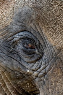 Head Of An Old African Elephant With Wrinkled Skin, Captive In Zoo Schönbrunn In Vienna, Austria