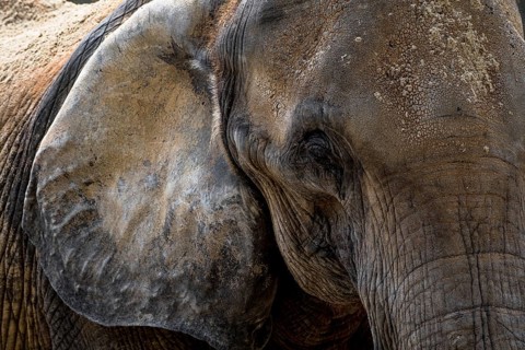 Head Of An Old African Elephant With Wrinkled Skin, Captive In Zoo Schönbrunn In Vienna, Austria