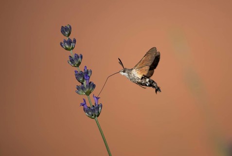 Hummingbird Hawk Moth Butterfly (Macroglossum stellatarum) Drinking Nectar From Flower During