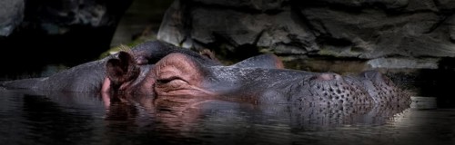 Sleepy Hippo Relaxes Submerged In Calm Water, Captive In Zoo Schönbrunn In Vienna, Austria