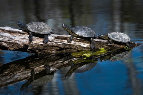 Group Of European Pond Terrapin Water Turtles (Emys Orbicularis) Sunbathing On A Tree In The Danube