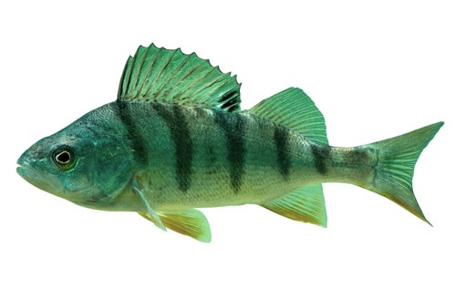 Isolated English Perch (Perca Fluviatilis) Over White