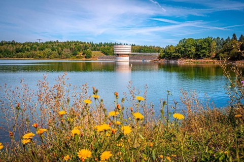 Blooming flowers on the lakeshore with a view of a tower with dam wall and forest in the