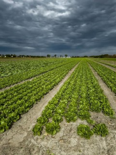 Field With Green Salad Plants In Agricultural Area Near Vienna In Austria