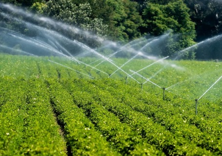 Artificial Irrigation Of A Vegetable Field With Water Sprinklers In Austria