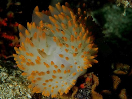 White nudibranch with orange tips, gas flame nudibranch (Bonisa nakaza) under water. Dive site
