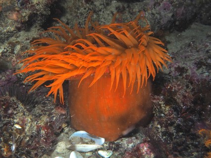Orange sea anemone with long tentacles, false plum anemone (Pseudactinia varia), on the seabed.