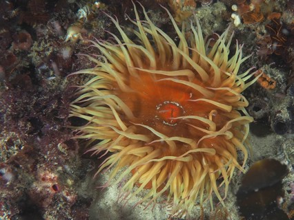 Large sea anemone in different colours, false plum anemone (Pseudactinia varia), under water. Dive