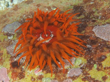 Bright orange sea anemone, false plum anemone (Pseudactinia varia), on the seabed. Dive site False