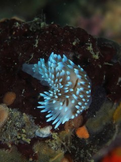 Glowing blue nudibranch, gas flame nudibranch (Bonisa nakaza), on a substrate in the sea