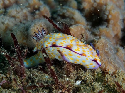 White nudibranch with yellow dots, magnificent star snail (Hypselodoris ghardaqana), resting on