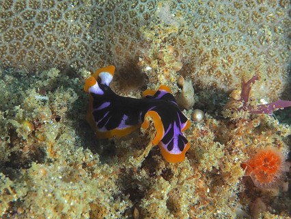 Yellow-black whirlpool worm (Pseudoceros) on a coral reef in the sea. Dive site Sodwana Bay