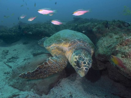 A large sea turtle, Loggerhead sea turtle (Caretta caretta), rests on a sandy seabed. Dive site