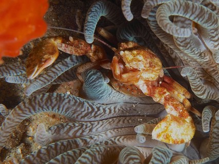Yellow anemone porcelain crab (Neopetrolisthes alobatus) hiding in the tentacles of a sea anemone,