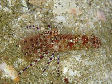 Common marble shrimp (Saron marmoratus) with a pattern in brown and green on a sandy substrate.