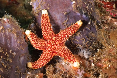 Bright red starfish with white markings, orange-spotted starfish (Ferdina sadhaensis), on coral