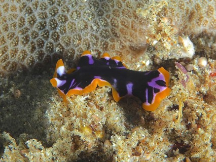 Yellow-black whirlpool worm (Pseudoceros) with colourful pattern on coral reef. Dive site Sodwana