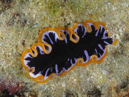 Yellow-black swirl worm (Pseudoceros) with wavy orange-black patterns on the seabed. Dive site