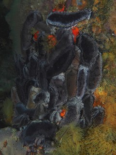 Cape Town sea cucumber (Hemiocnus insolens), sea cucumber, with rough texture. Dive site False Bay,