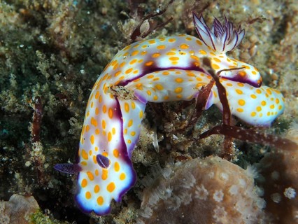 A colourful nudibranch with yellow dots and purple details, Hypselodoris ghardaqana, on a seabed.