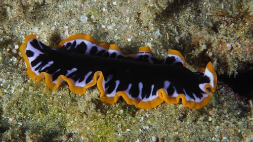 Yellow-black whirlpool worm (Pseudoceros) with wavy edges on a sandy seabed, contrasting colours.