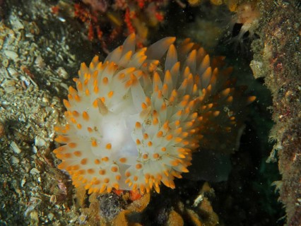 Nudibranch with white and orange dots, gas flame nudibranch (Bonisa nakaza), in an underwater