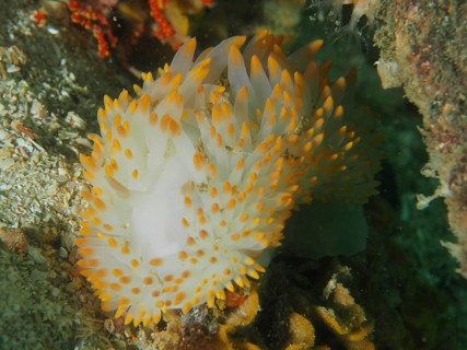 Orange and white gas flame nudibranch (Bonisa nakaza) on a rocky substrate