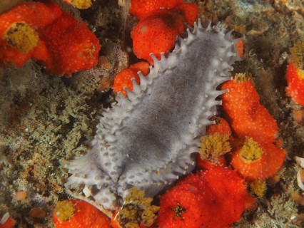 Grey sea cucumber with spines, Cape Town sea cucumber (Hemiocnus insolens), between orange-coloured
