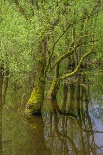Submerged alluvial forest on an oxbow lake of the Sava, Cigoc, Sisak-Moslavina County, Croatia