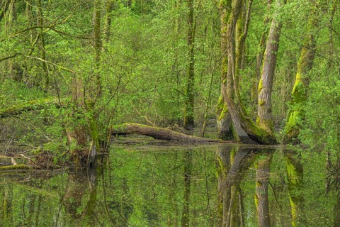 Submerged alluvial forest on an oxbow lake of the Sava, Cigoc, Sisak-Moslavina County, Croatia