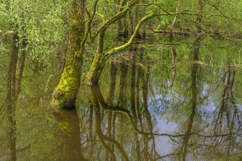 Submerged alluvial forest on an oxbow lake of the Sava, Cigoc, Sisak-Moslavina County, Croatia