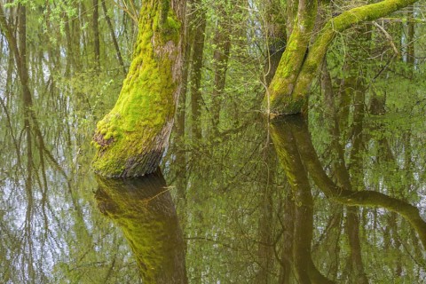 Submerged alluvial forest on an oxbow lake of the Sava, Cigoc, Sisak-Moslavina County, Croatia