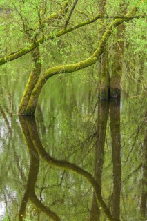 Submerged alluvial forest on an oxbow lake of the Sava, Cigoc, Sisak-Moslavina County, Croatia