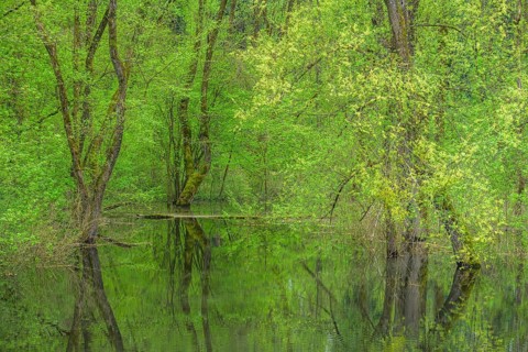Submerged alluvial forest on an oxbow lake of the Sava, Cigoc, Sisak-Moslavina County, Croatia