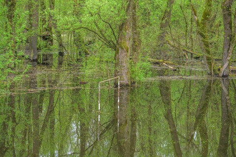 Football goal by a submerged alluvial forest on an oxbow lake of the Sava, Cigoc, Sisak-Moslavina