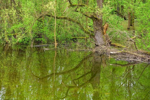 Submerged alluvial forest on an oxbow lake of the Sava, Cigoc, Sisak-Moslavina County, Croatia