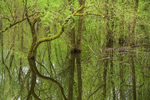 Submerged alluvial forest on an oxbow lake of the Sava, Cigoc, Sisak-Moslavina County, Croatia