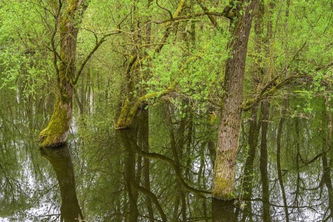 Submerged alluvial forest on an oxbow lake of the Sava, Cigoc, Sisak-Moslavina County, Croatia