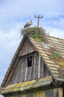 Old dilapidated wooden house with stork's nest, Cigoc, Sisak-Moslavina County, Croatia
