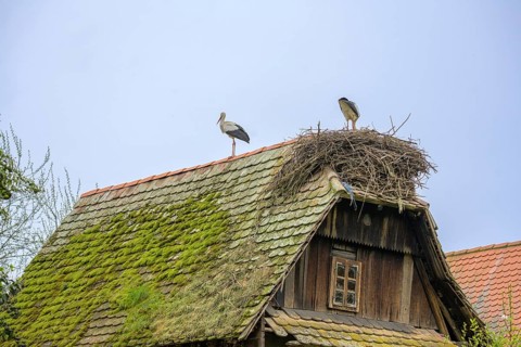 Stork on a nest on the roof of an old wooden house, Cigoc, Sisak-Moslavina County, Croatia