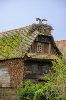 Stork on a nest on the roof of an old wooden house, Cigoc, Sisak-Moslavina County, Croatia