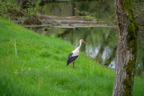 Stork foraging on an oxbow lake of the Sava, Cigoc, Sisak-Moslavina County, Croatia