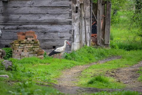 Stork foraging in front of a woodshed, Cigoc, Sisak-Moslavina County, Croatia