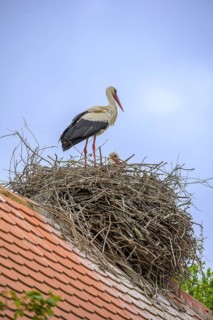 Stork on a nest on the roof of an old wooden house, Cigoc, Sisak-Moslavina County, Croatia