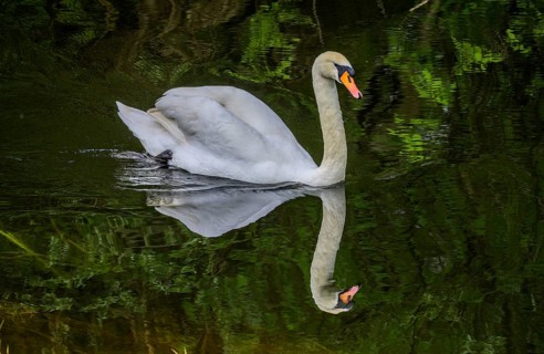 Swan on an oxbow lake of the Sava, Cigoc, Sisak-Moslavina County, Croatia