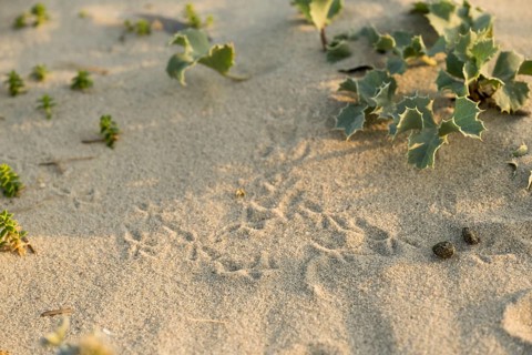 Bird tracks in the sand between thistles (Eryngium maritimum) in the dune area, with clearly