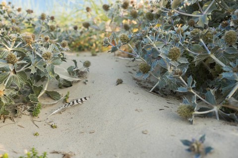 Sea thistle (Eryngium maritimum) in the dunes, photographed in the warm evening light, with a