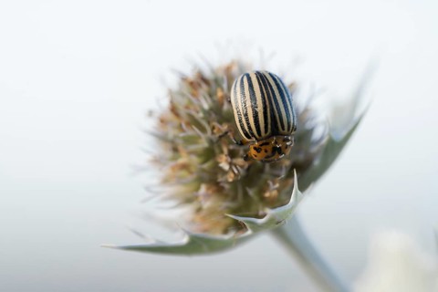 Colorado potato beetle (Leptinotarsa decemlineata), close-up on a flower of the sea thistle